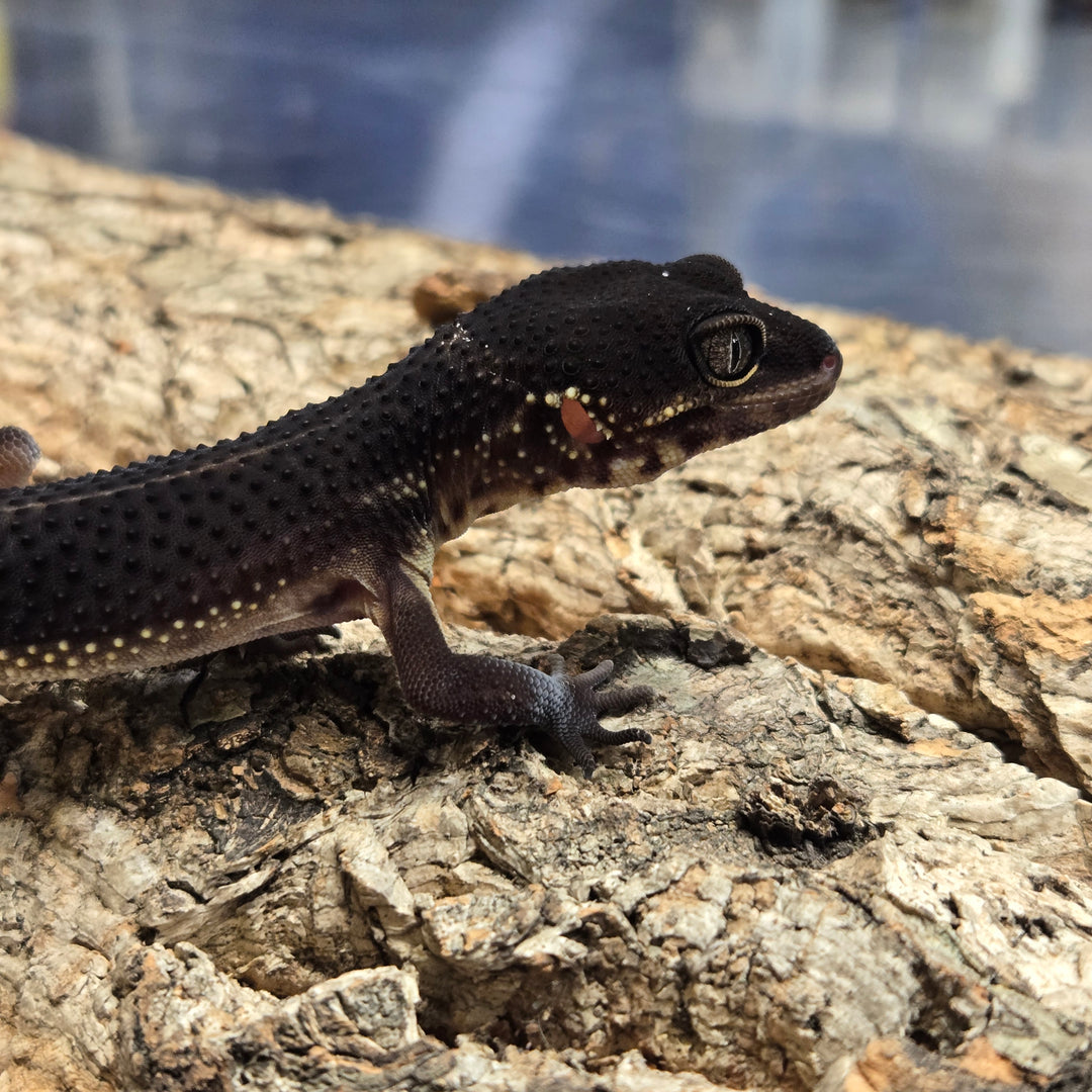 Eublepharis macularius (Leopard Gecko) Black Night BN2