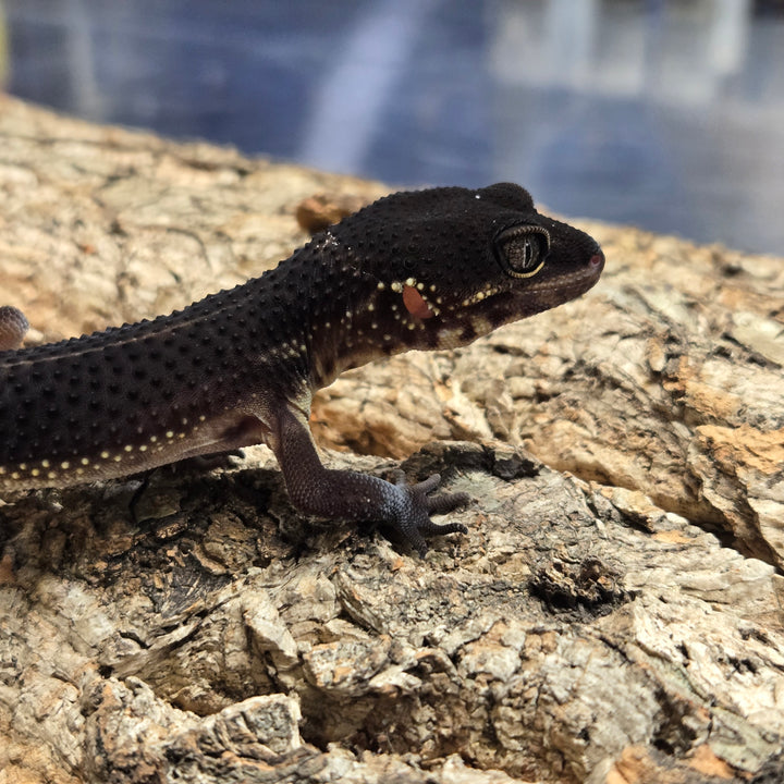 Eublepharis macularius (Leopard Gecko) Black Night BN2