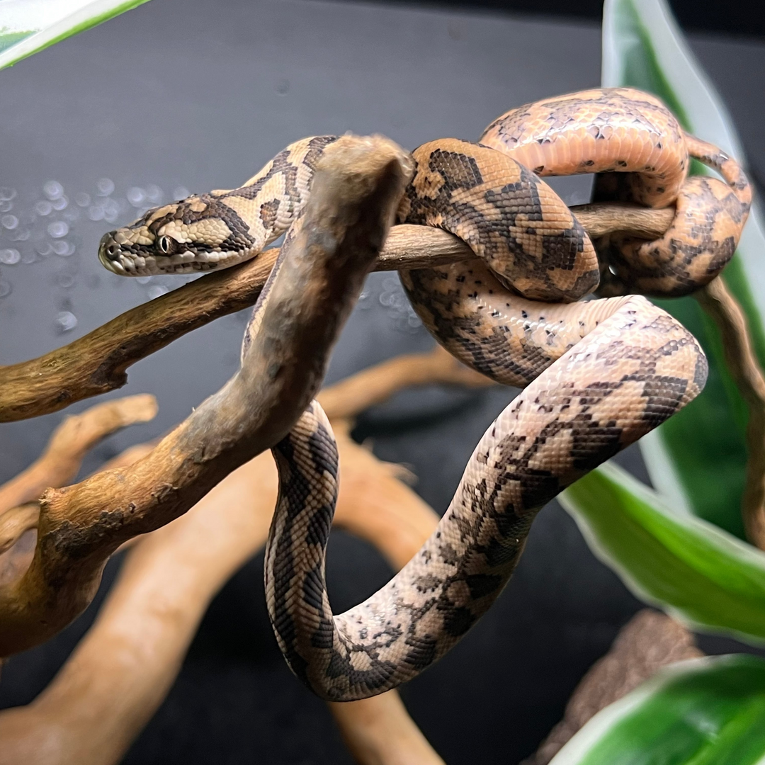 Morelia spilota mcdowelli (Coastal Carpet Python)