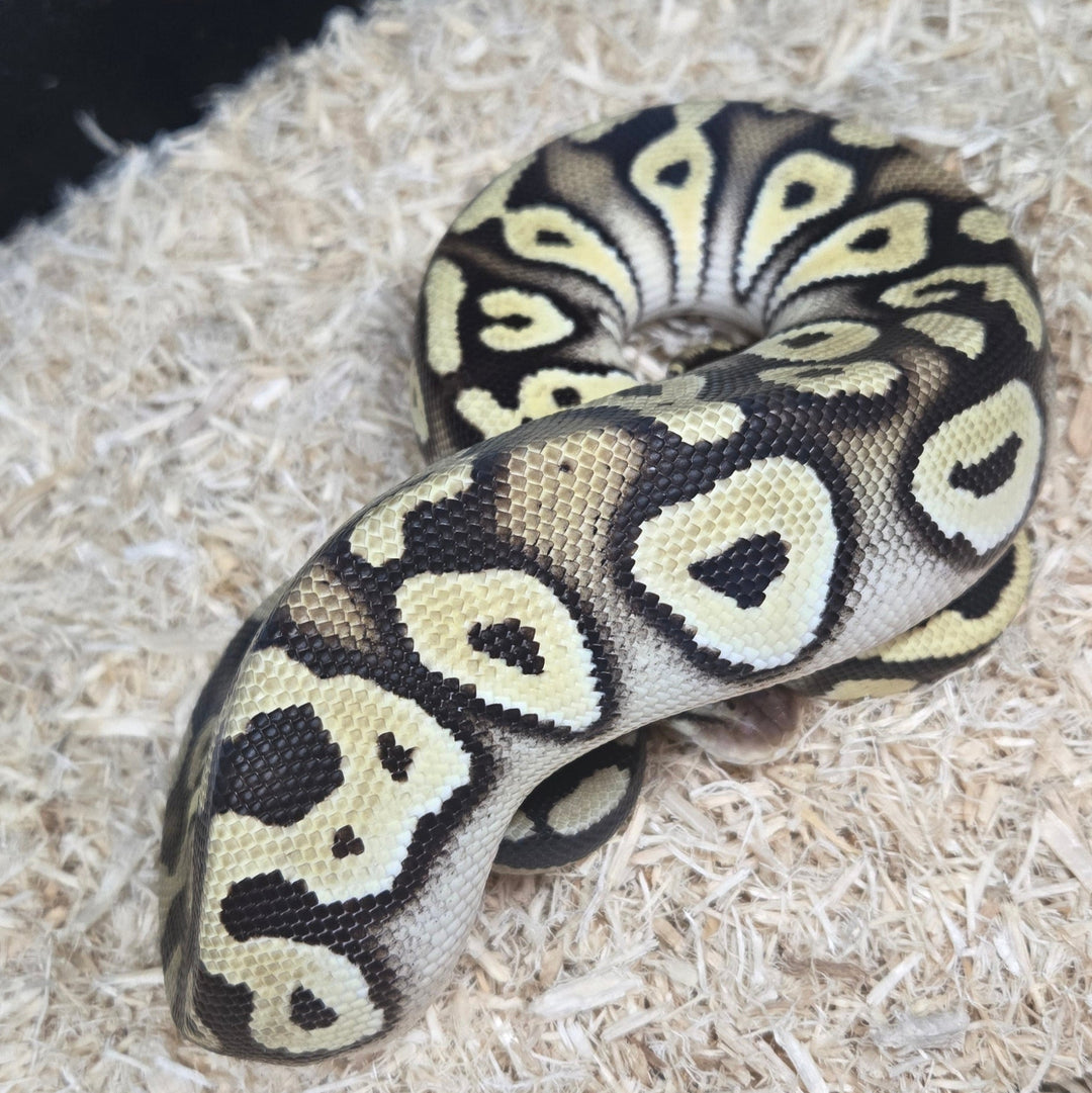 Python regius (Ball Python) '24 Pastel Orange Dream Mystic Female
