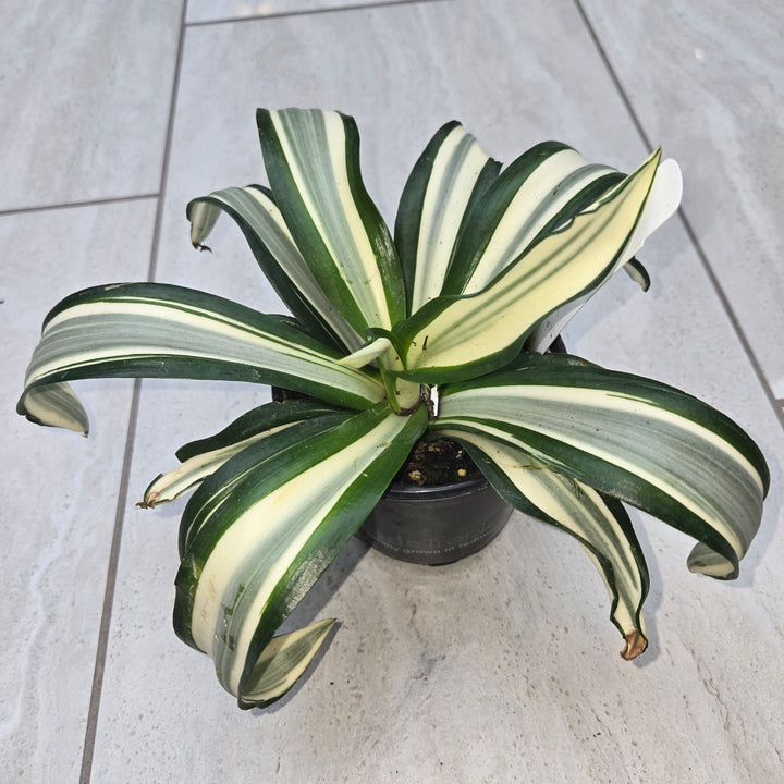 Agave spp (Century Plant)