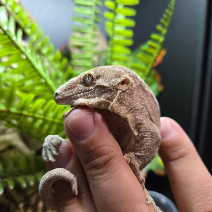 Rhacodactylus leachianus (New Caledonian Giant Gecko) Nuu Ana X Nuu Ami