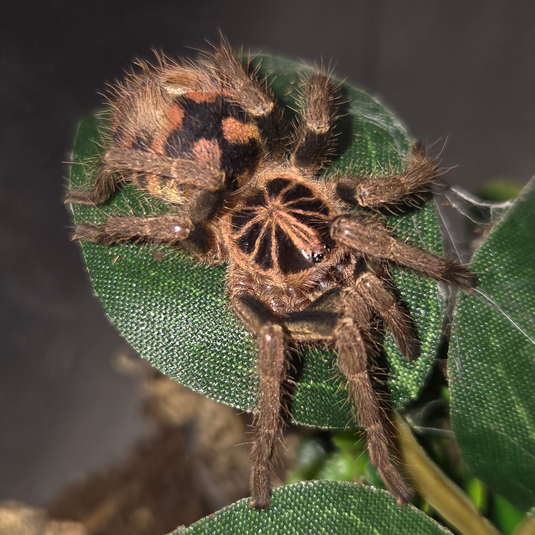 Hapalopus planetearth (Colombian Crowned)