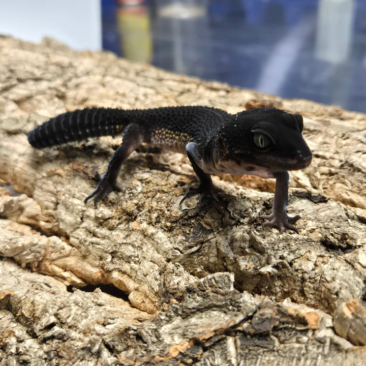 Eublepharis macularius (Leopard Gecko) Black Night BN1