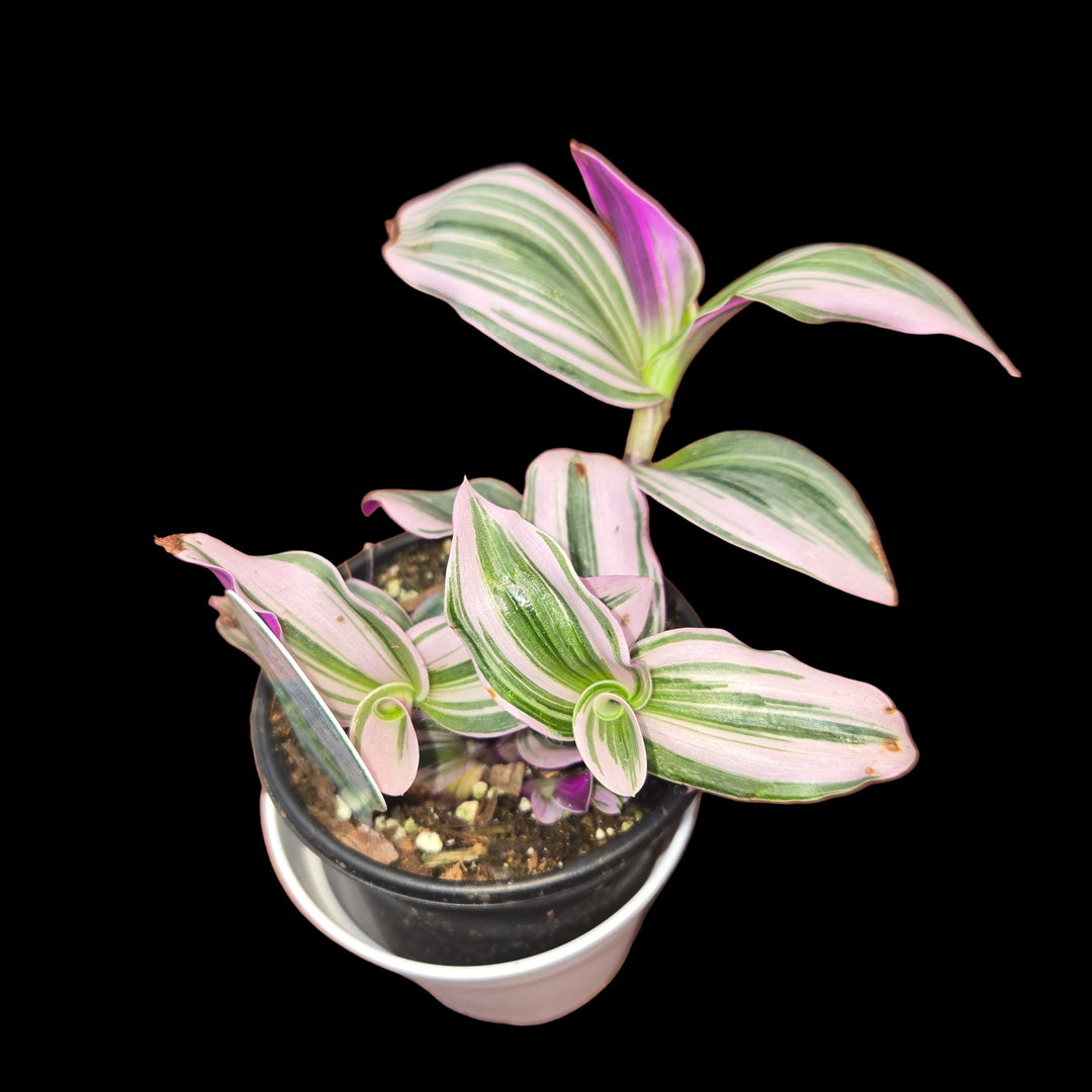 Tradescantia spp (Inch Plant)