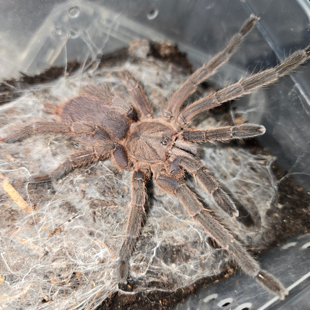 チョウチャン 虹パラ Chilobrachys huahini (Asian Giant Fawn) – Spider Shoppe