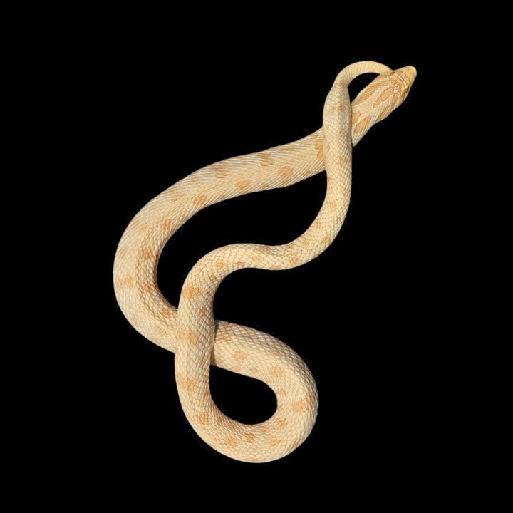 Heterodon nasicus (Hognose Snake) Albino Arctic Conda Proven Female