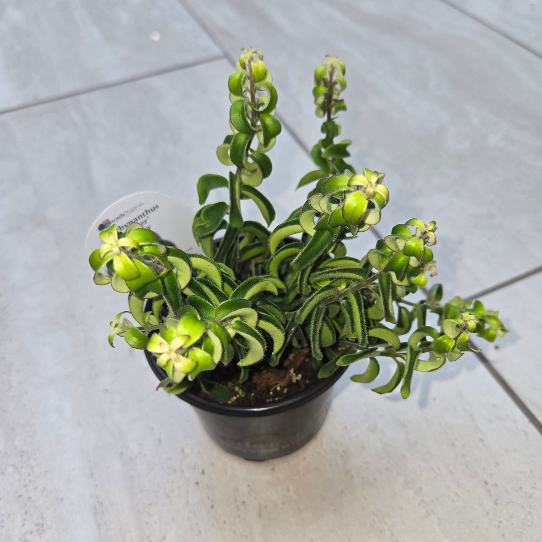 Aeschynanthus spp (Lipstick Plant)