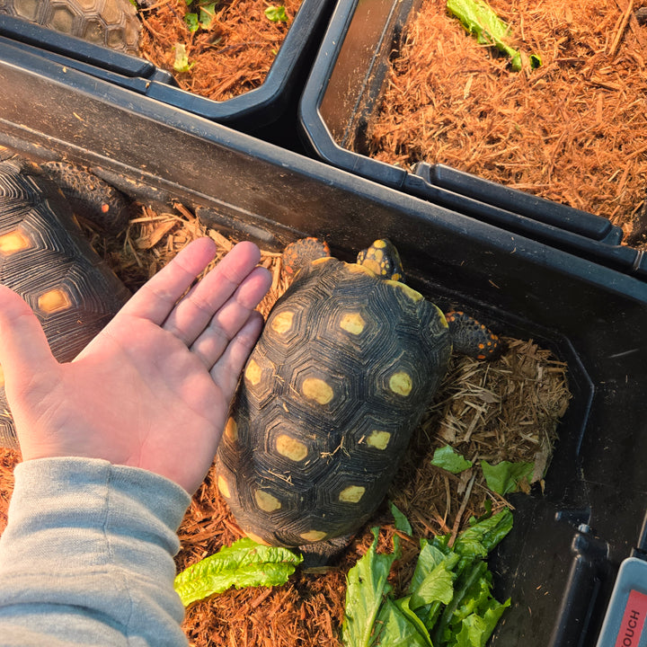 Chelonoidis carbonaria (Venezuelan Cherry Head) Yearlings