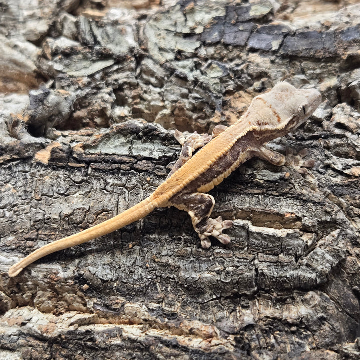 Correlophus ciliatus (Crested Gecko) Lily White LW911