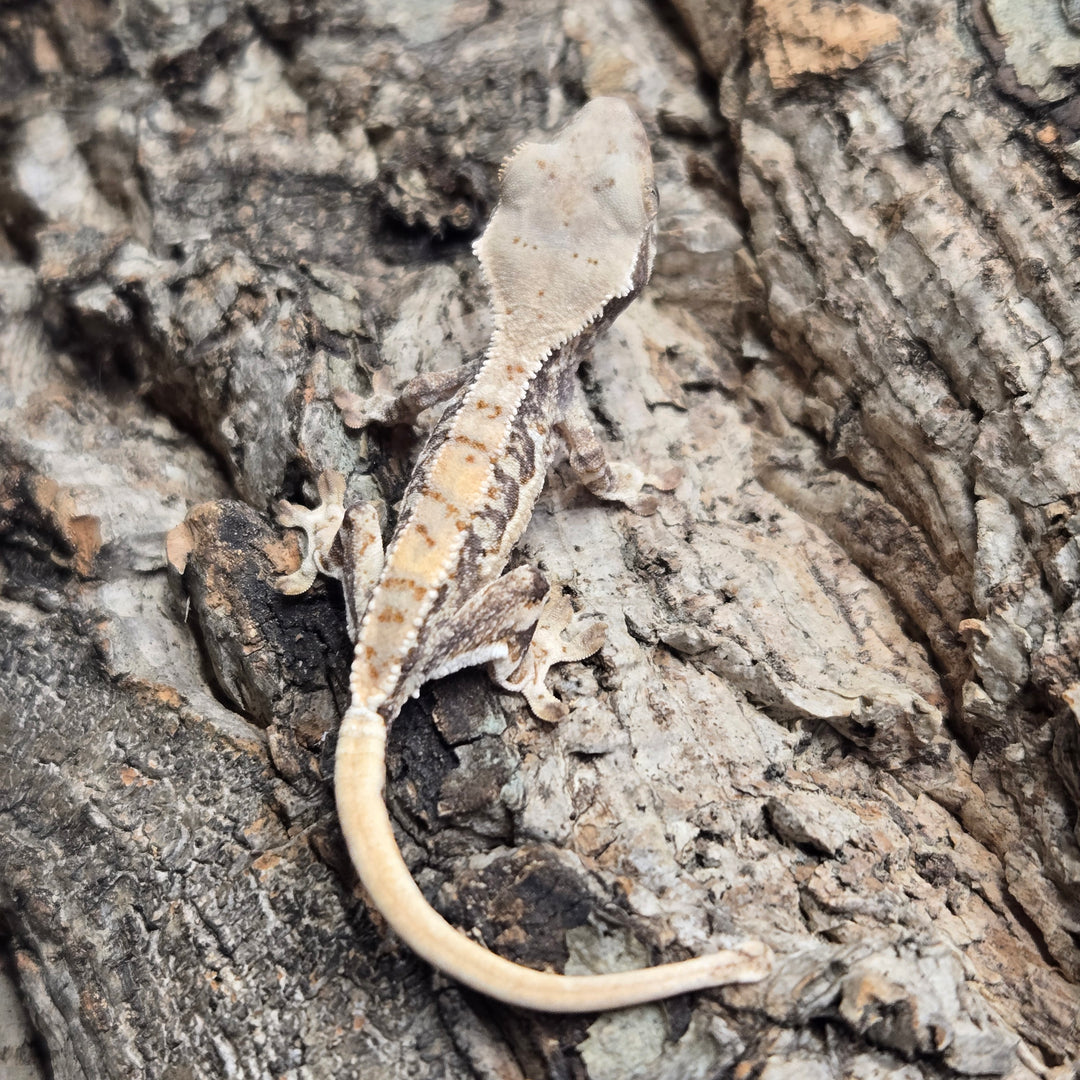Correlophus ciliatus (Crested Gecko) Lily White LW902