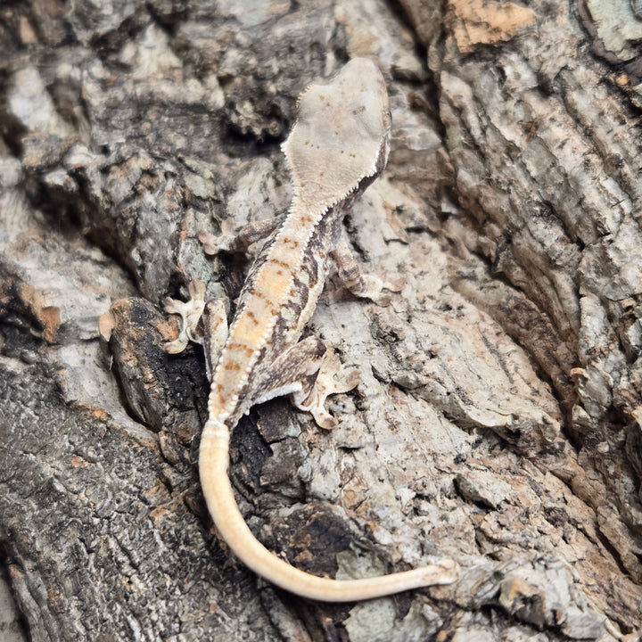 Correlophus ciliatus (Crested Gecko) Lily White LW902