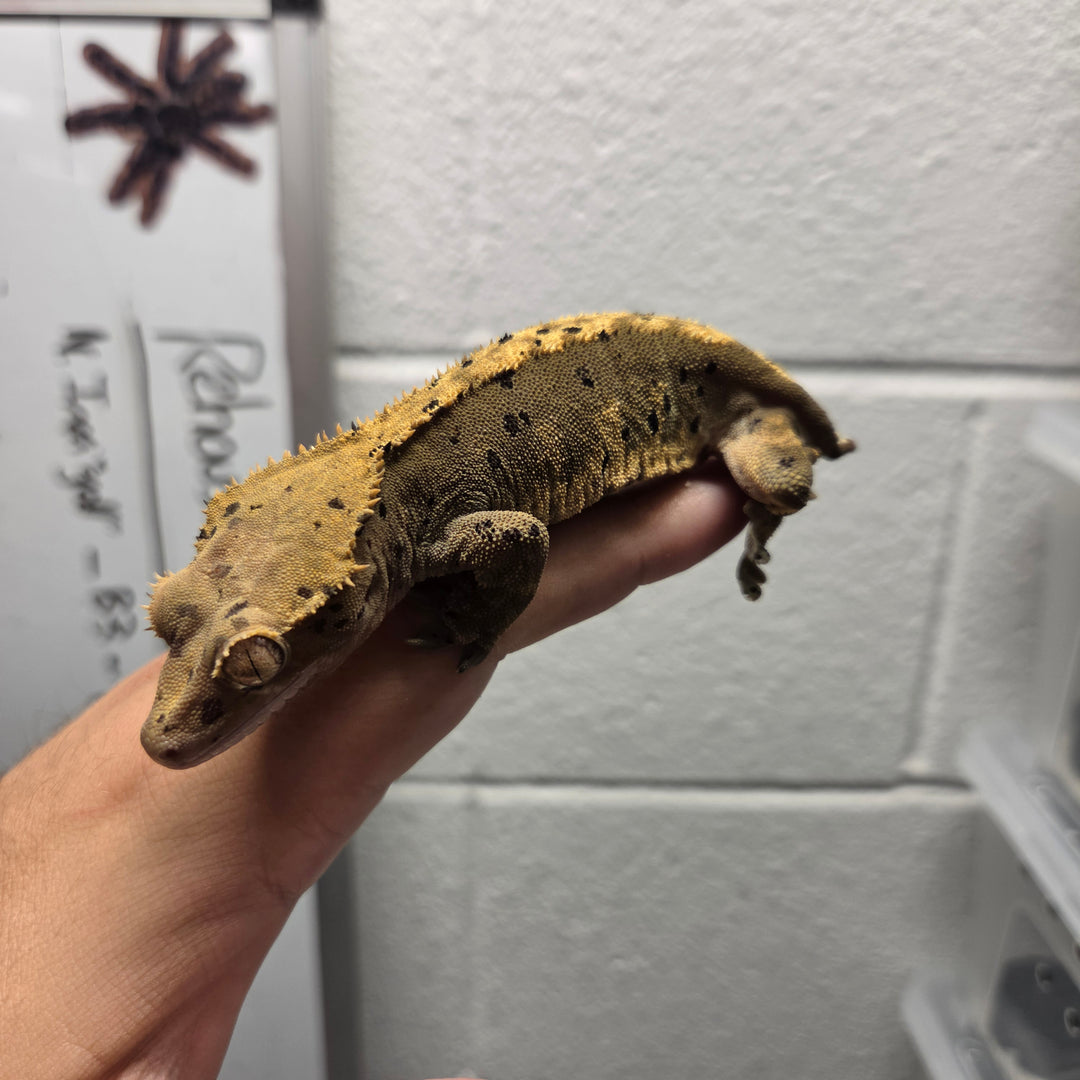 Correlophus ciliatus (Crested Gecko) Angelique
