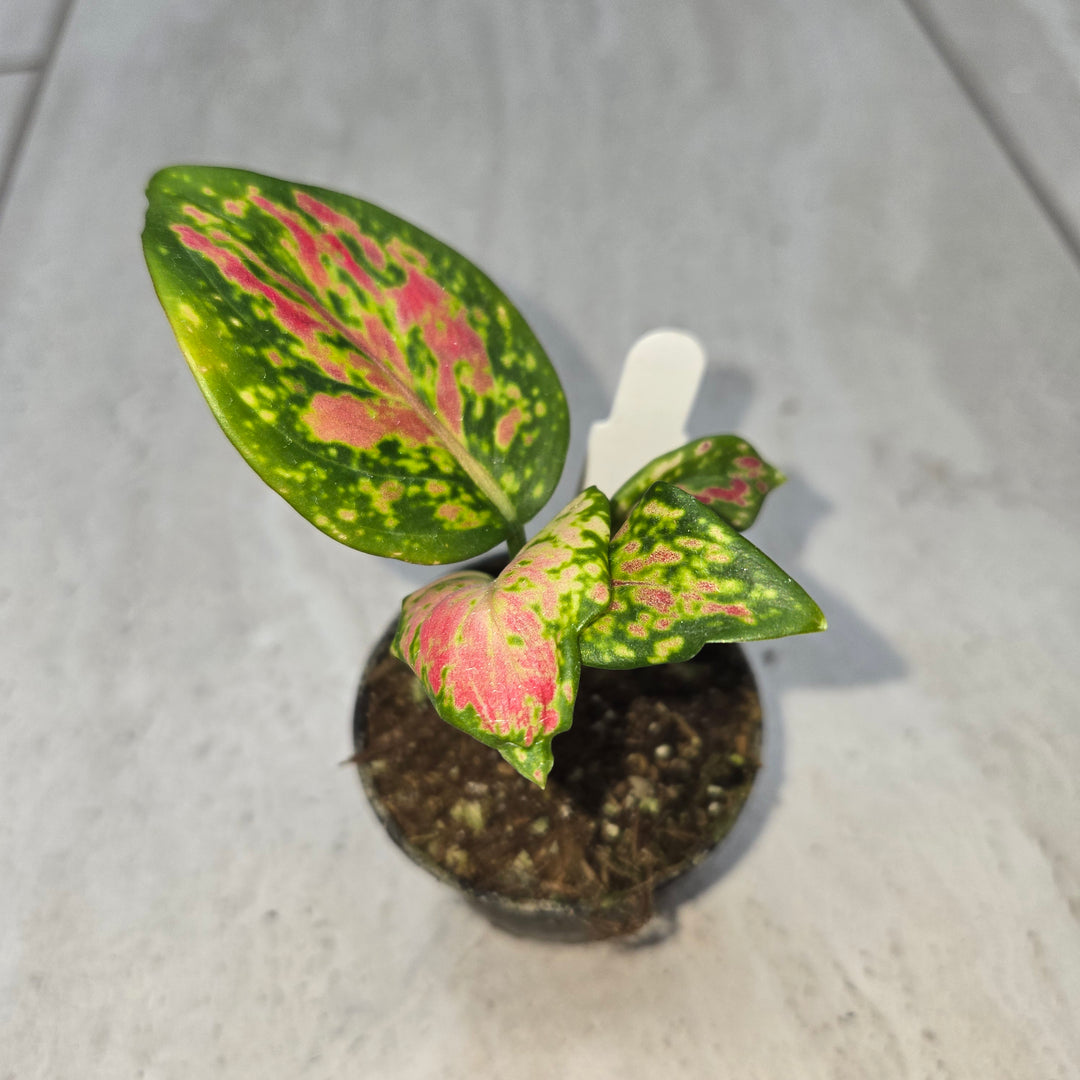 Aglaonema spp (Chinese Evergreen)