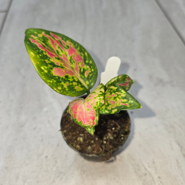 Aglaonema spp (Chinese Evergreen)