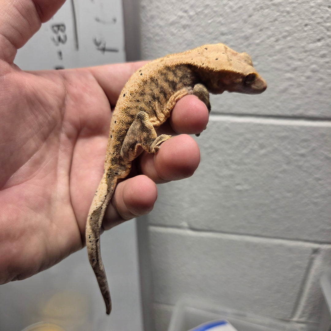Correlophus ciliatus (Crested Gecko) Brock