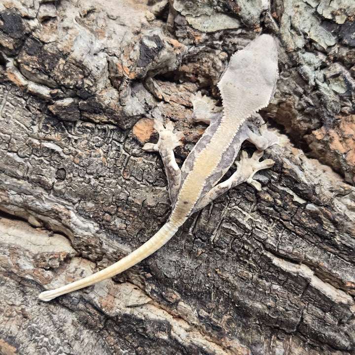 Correlophus ciliatus (Crested Gecko) Lily White LW916