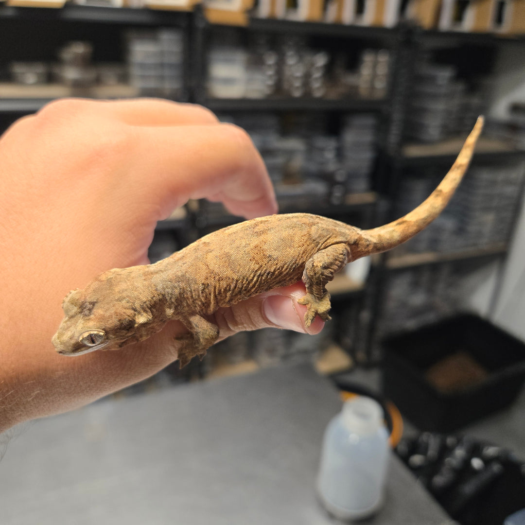 Mniarogekko chahoua (Chahoua Gecko) Pine Isle
