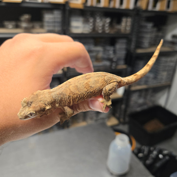 Mniarogekko chahoua (Chahoua Gecko) Pine Isle