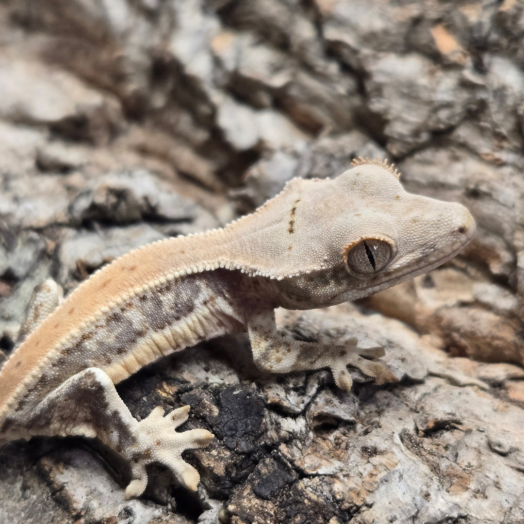 Correlophus ciliatus (Crested Gecko) Lily White LW918