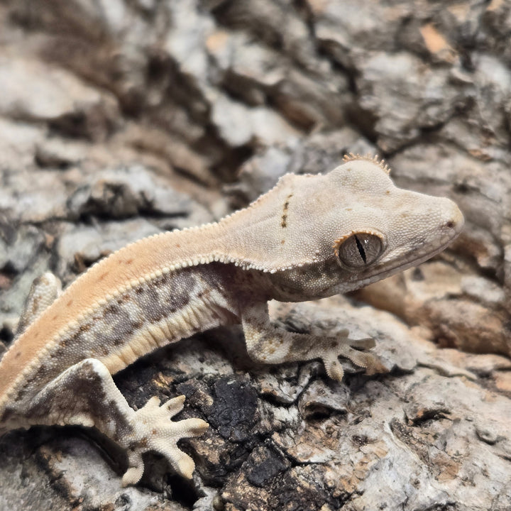 Correlophus ciliatus (Crested Gecko) Lily White LW918