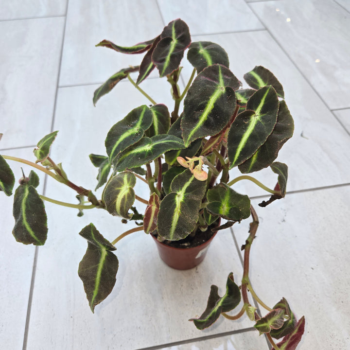 Begonia spp (Begonia)