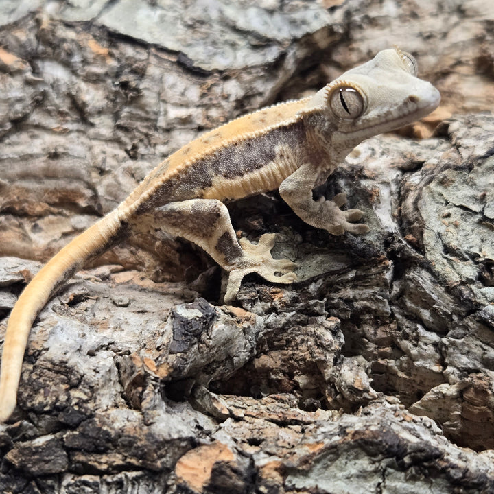 Correlophus ciliatus (Crested Gecko) Lily White LW914