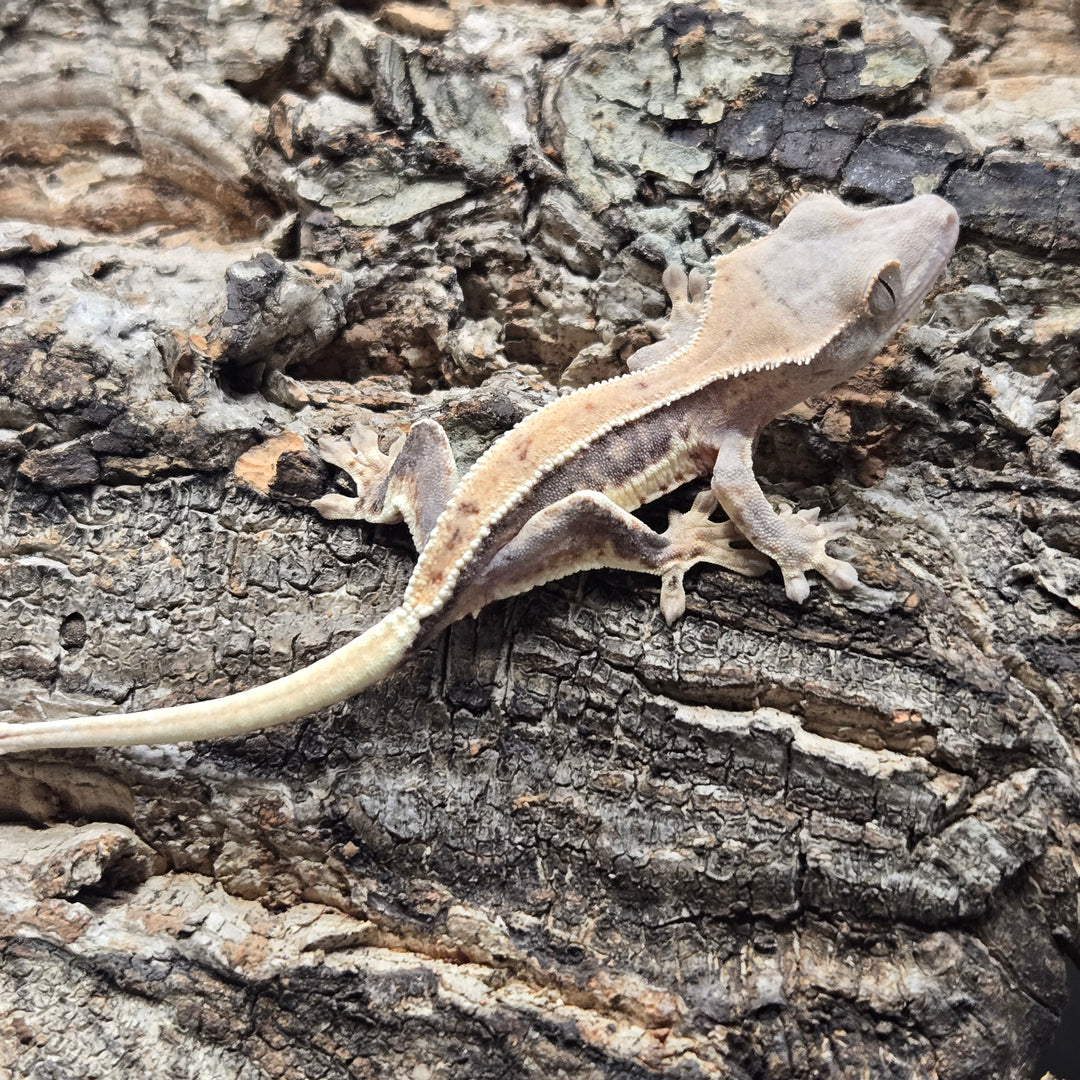 Correlophus ciliatus (Crested Gecko) Lily White LW906