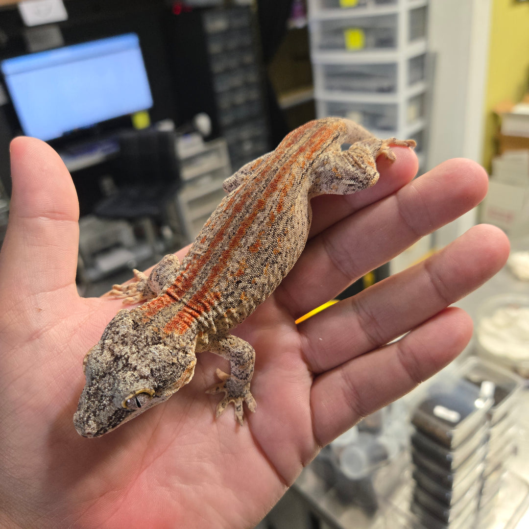 Rhacodactylus auriculatus (Gargoyle Gecko) '18 B&W BASE RED STRIPE MALE