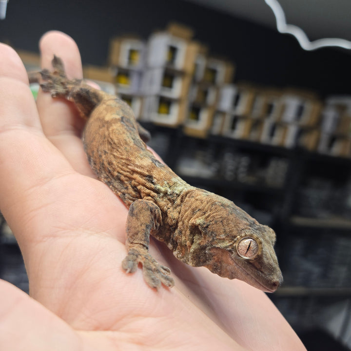 Mniarogekko chahoua (Chahoua Gecko) '24 PINE ISLE MALE