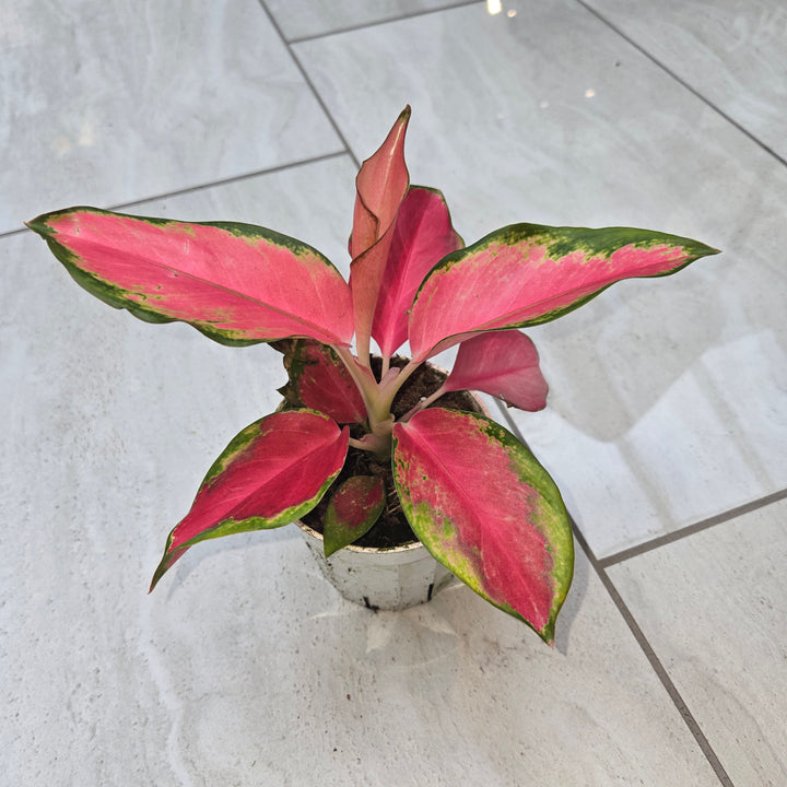 Aglaonema spp (Chinese Evergreen)
