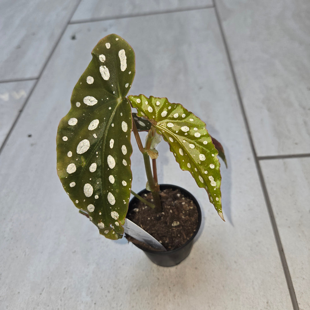 Begonia spp (Begonia)