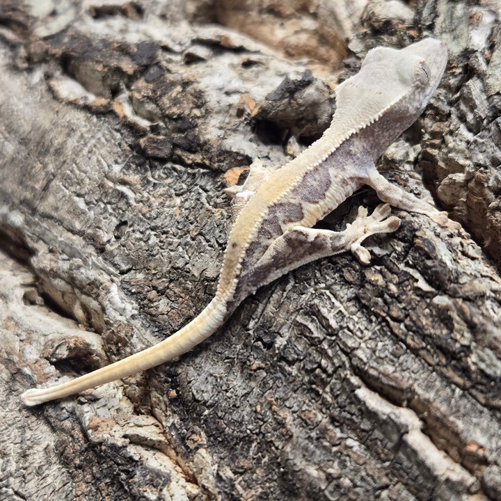 Correlophus ciliatus (Crested Gecko) Lily White LW916