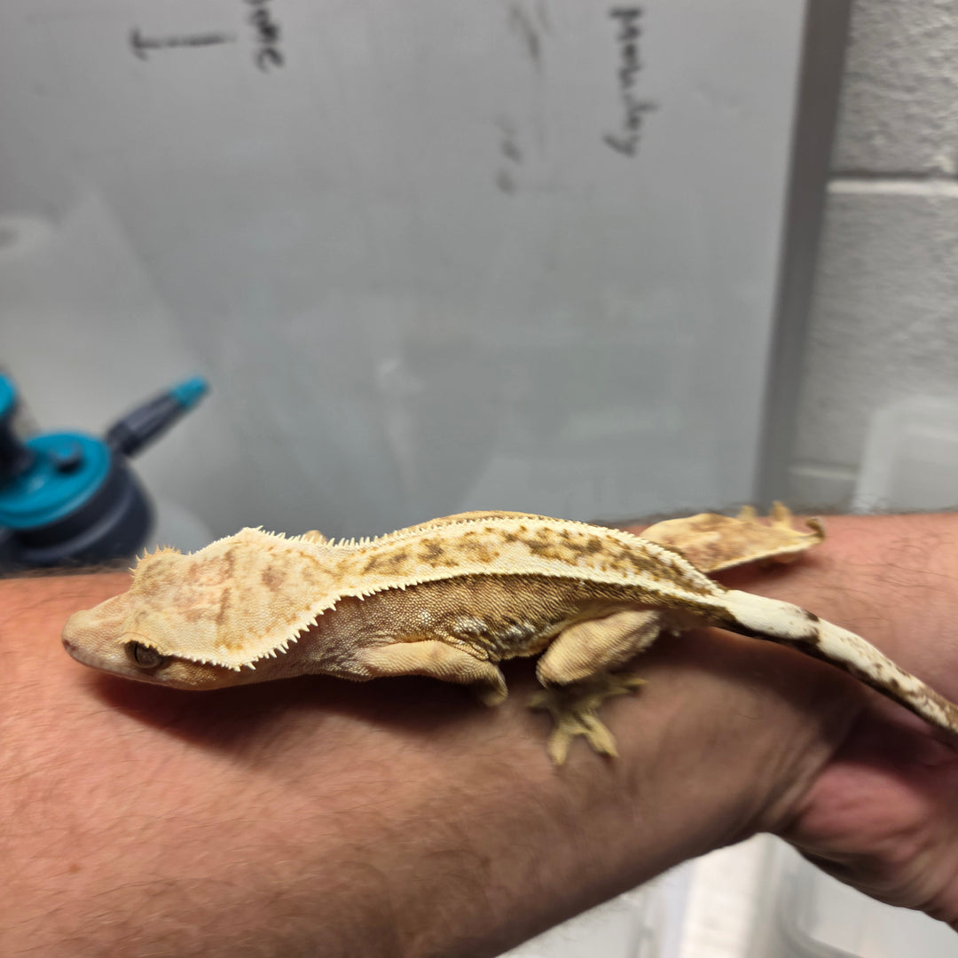 Correlophus ciliatus (Crested Gecko) Serena