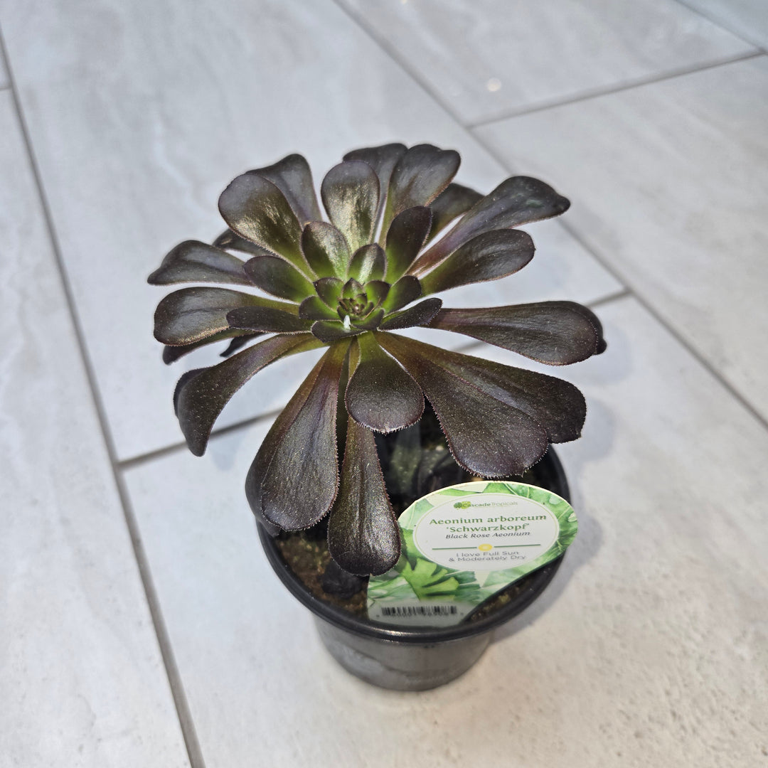 Aeonium spp