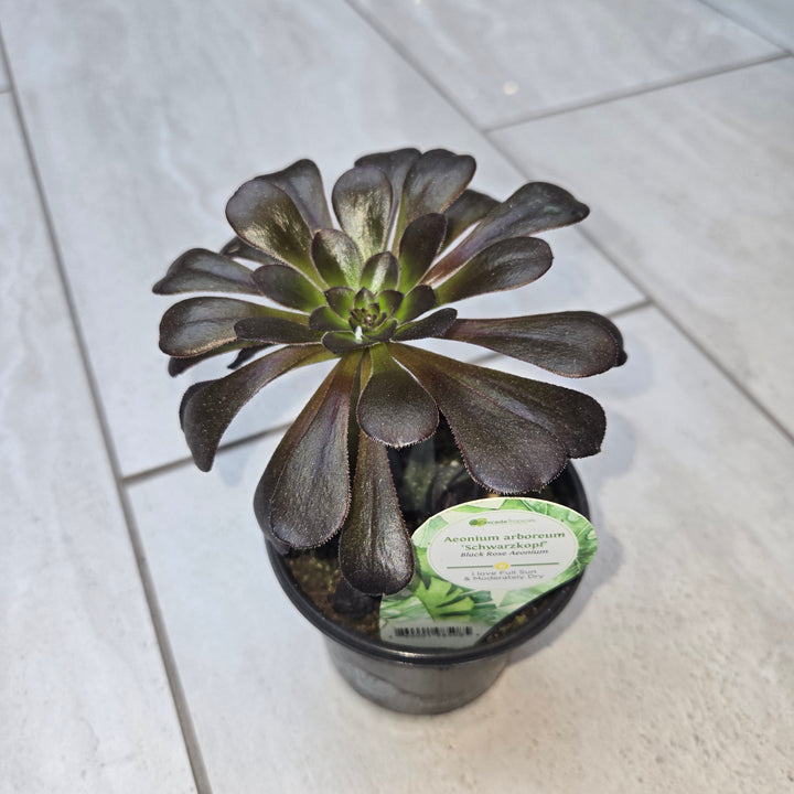 Aeonium spp