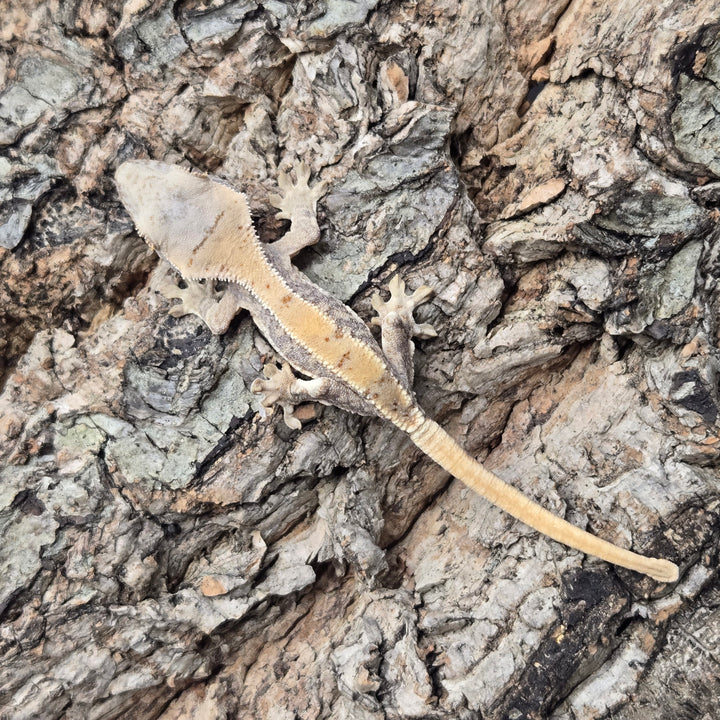Correlophus ciliatus (Crested Gecko) Lily White LW913