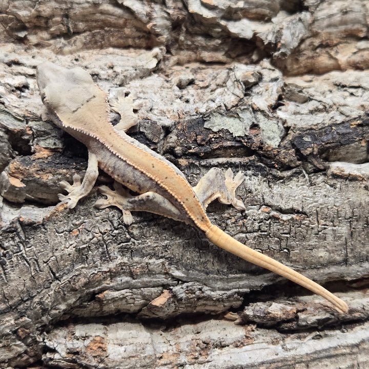 Correlophus ciliatus (Crested Gecko) Lily White LW904