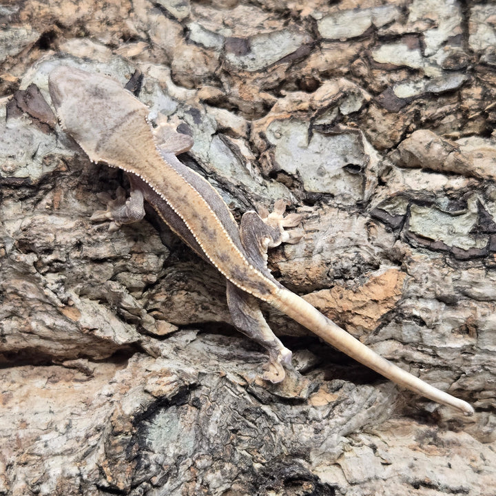 Correlophus ciliatus (Crested Gecko) Lily White LW908