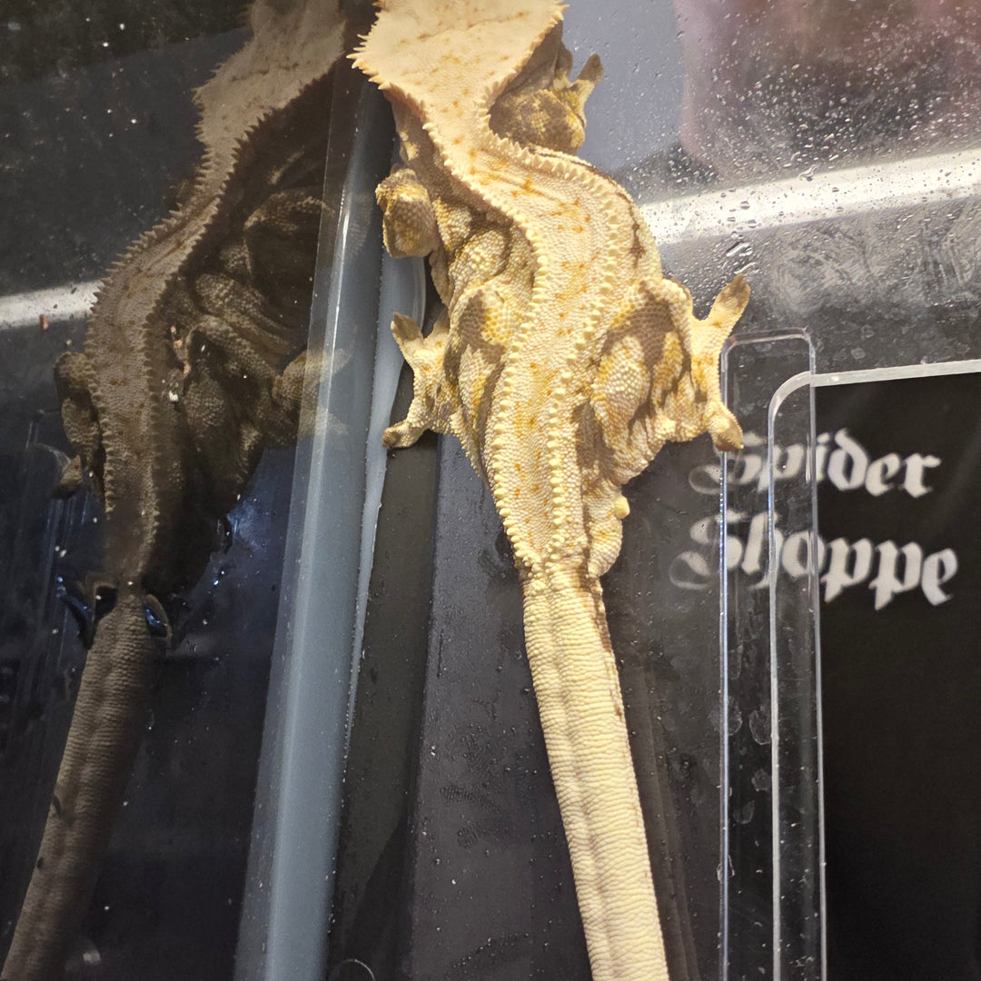 Correlophus ciliatus (Crested Gecko) Lily White Male