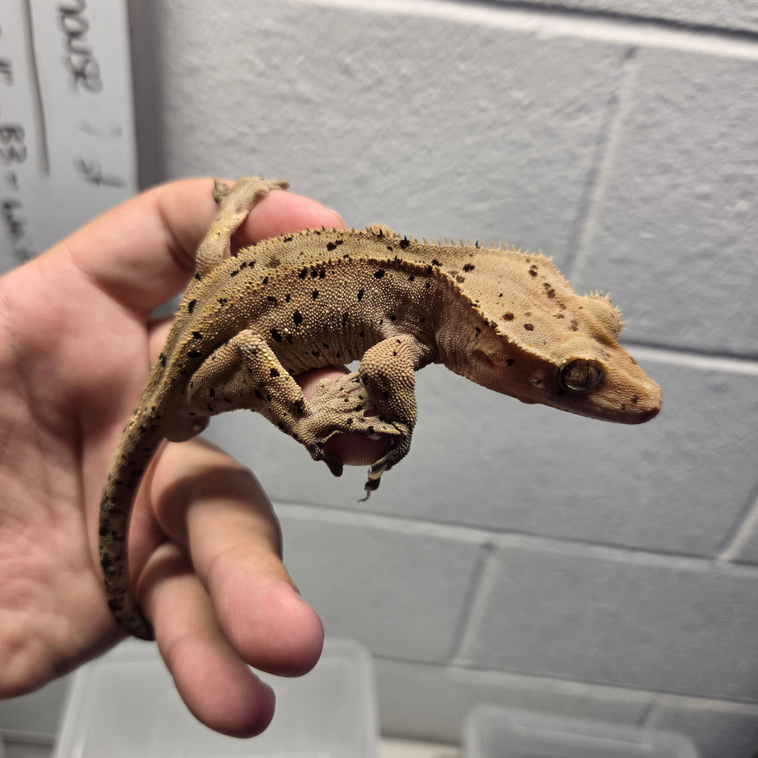 Correlophus ciliatus (Crested Gecko) Coyote