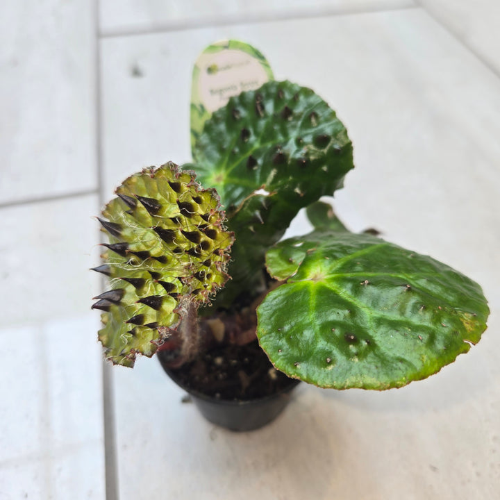 Begonia spp (Begonia)