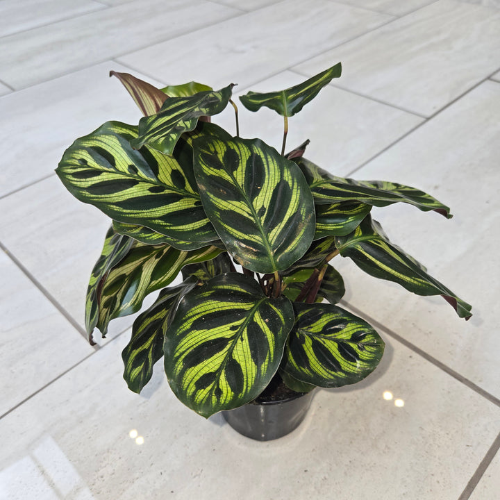 Calathea spp (Prayer Plant)