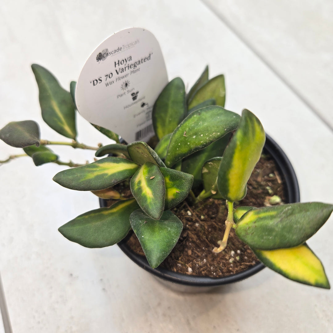 Hoya spp (Wax Plant)