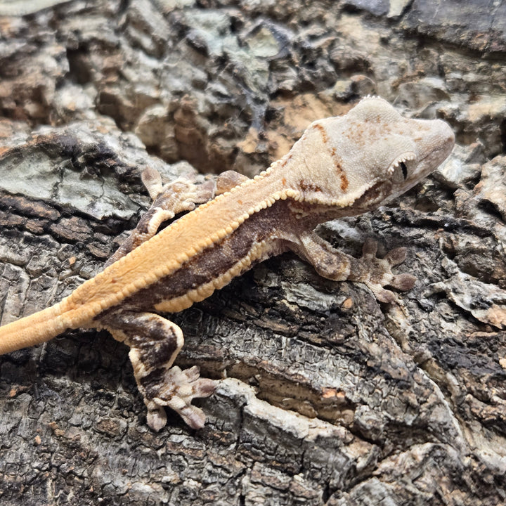 Correlophus ciliatus (Crested Gecko) Lily White LW911