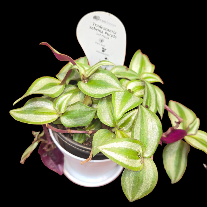 Tradescantia spp (Inch Plant)