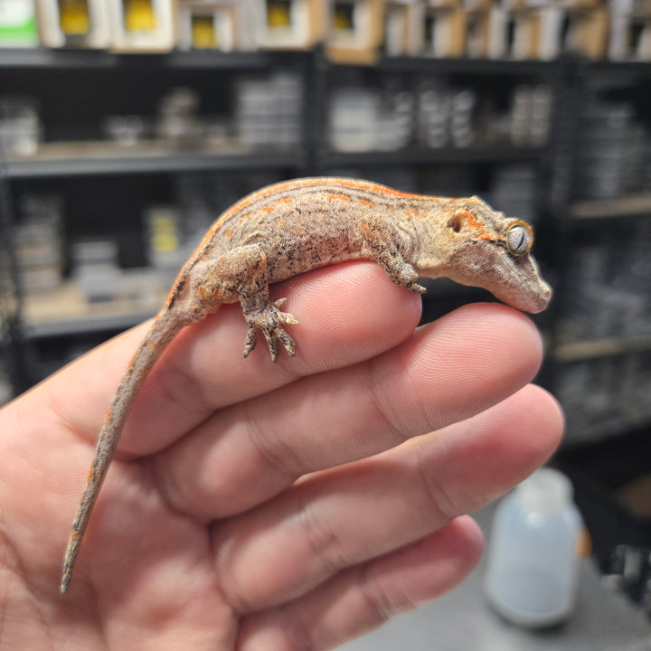 Rhacodactylus auriculatus (Gargoyle Gecko) '25 Orange Stripe