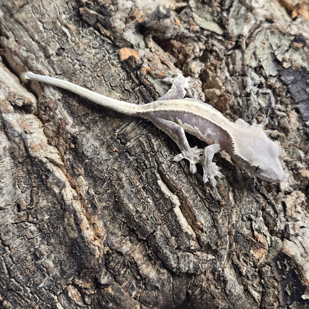 Correlophus ciliatus (Crested Gecko) Lily White LW910