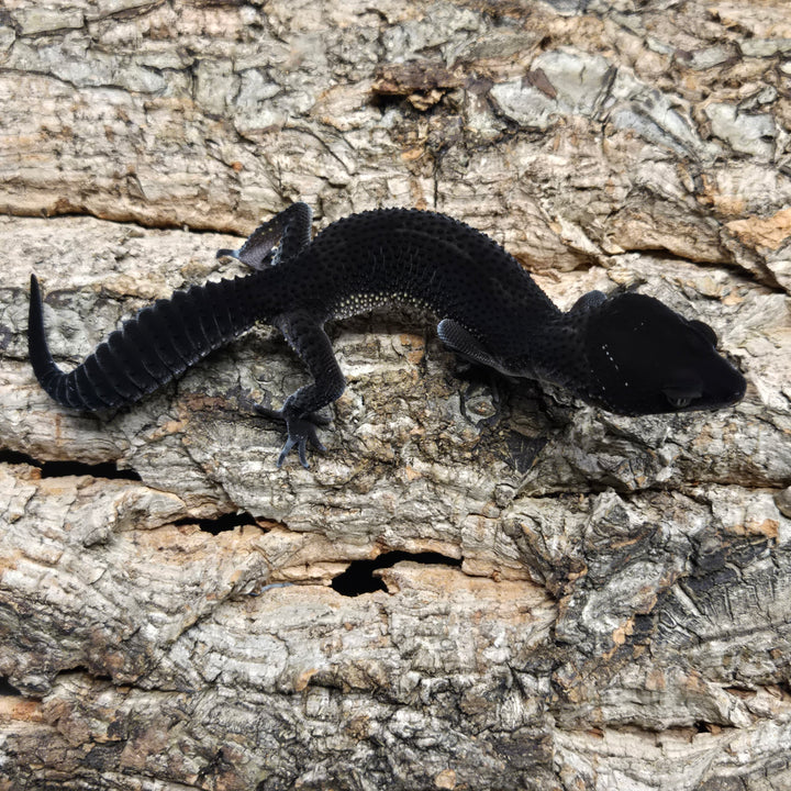 Eublepharis macularius (Leopard Gecko) Black Night BN1