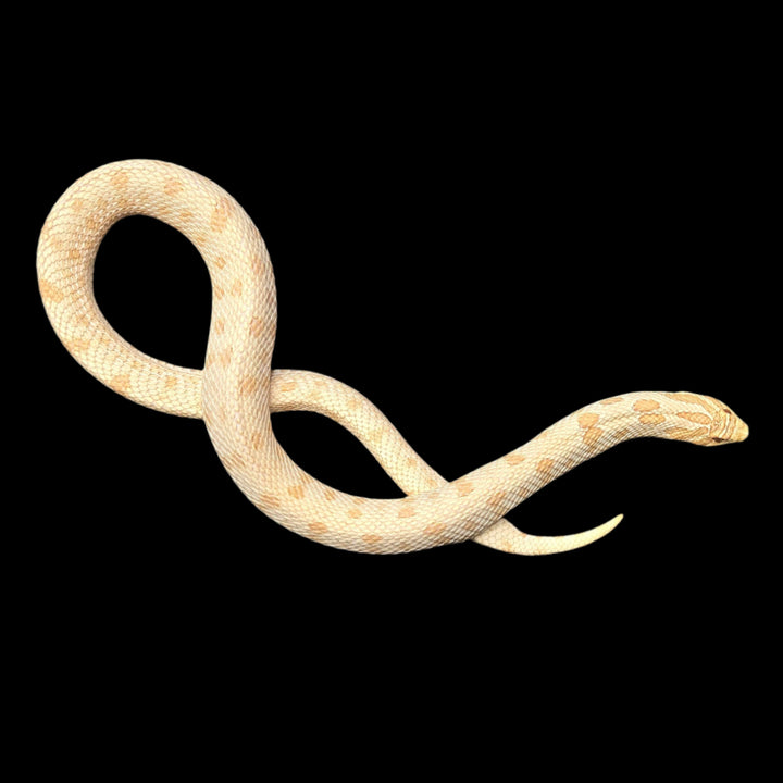 Heterodon nasicus (Hognose Snake) Albino Arctic Conda Proven Female